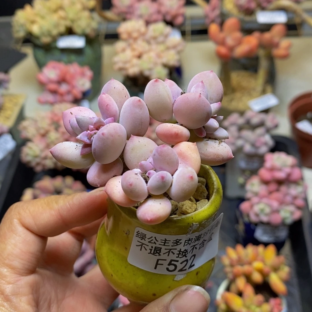 凤*?522苹果奶四代多肉4c m