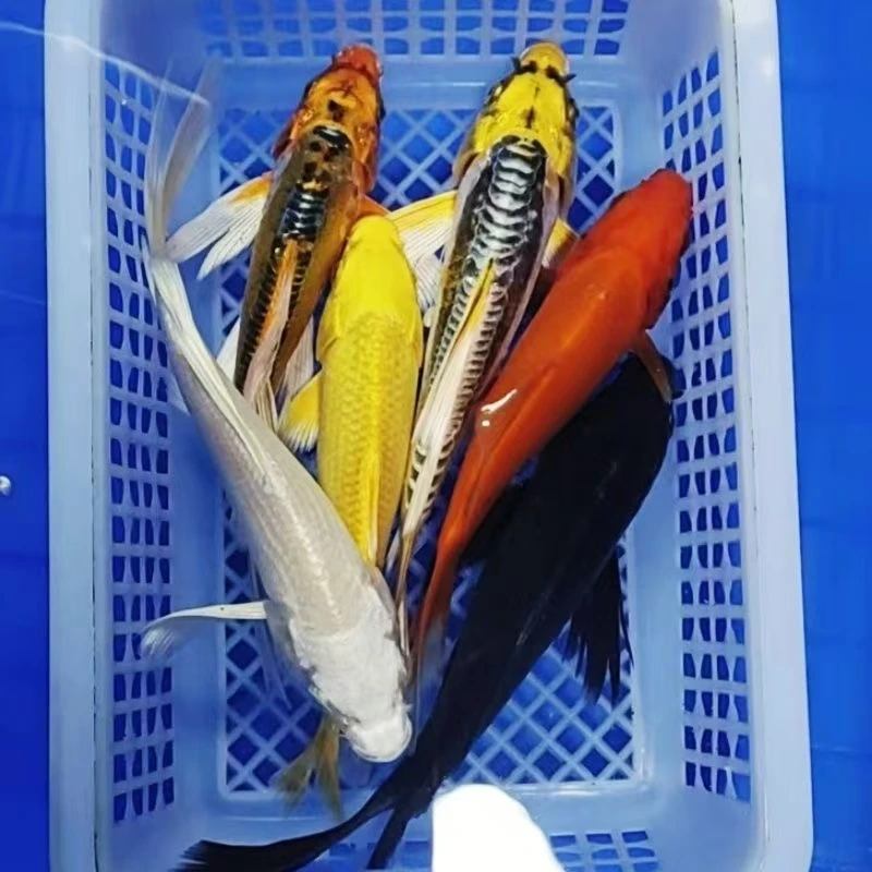 9-11公分9条【龙系血统锦鲤混搭】精品观赏鱼冷水鱼渔场直供淡水鱼