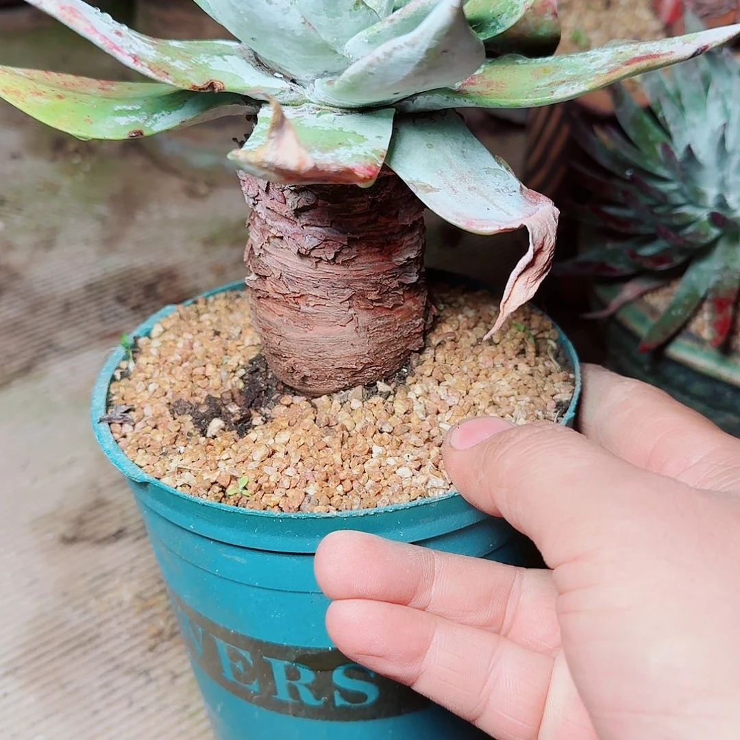 8194雪山仙女杯多肉