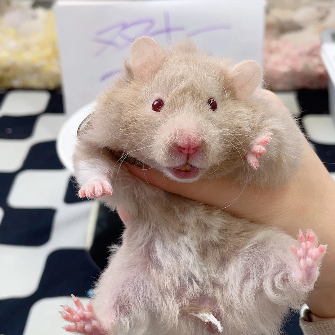 卷鸽灰妹妹 3.27生日 A2-3