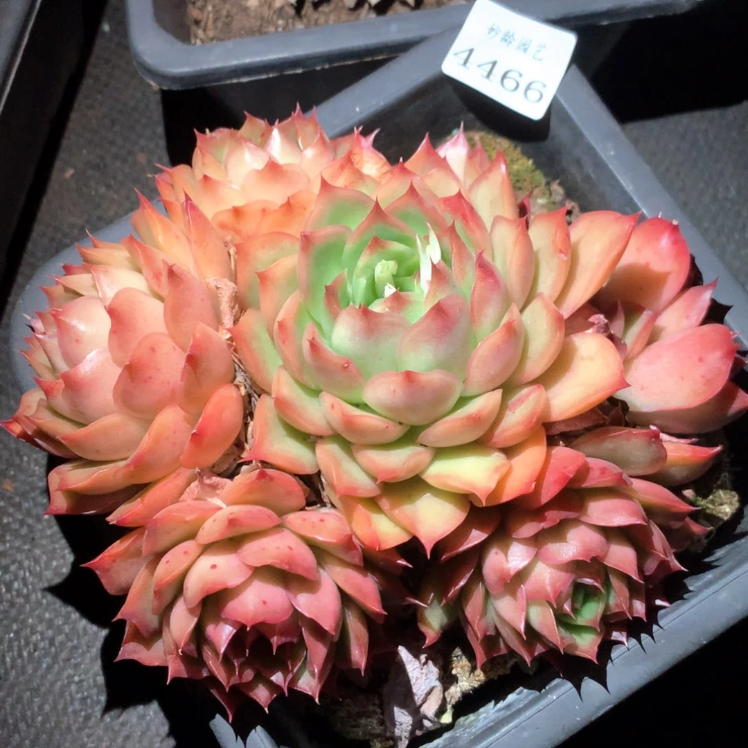 4466杂交多肉植物基地