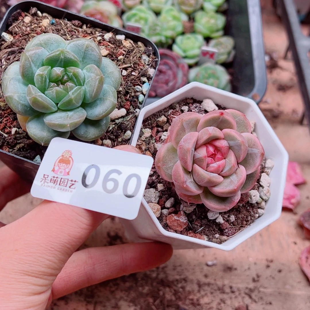 多肉植物多肉植物