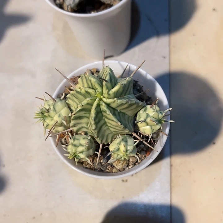 无花朵斑马锦仙人球一物一拍