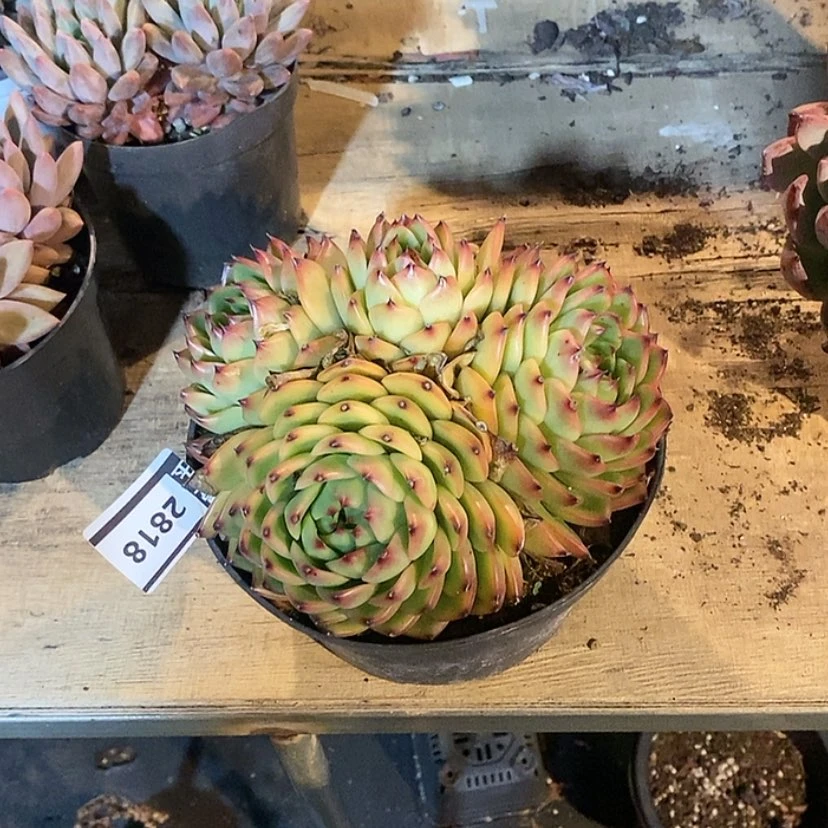 【闪购商品】月亮石2818