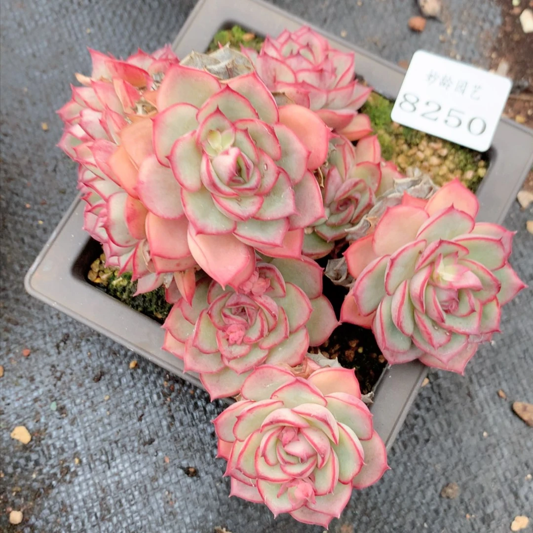 有****望8250不包整散掉头特价处理