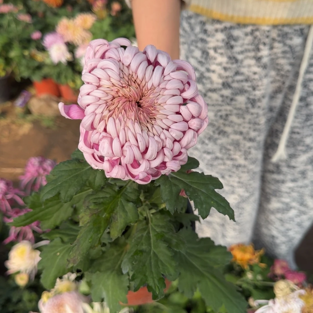 ****妈完全开放太平的初姿