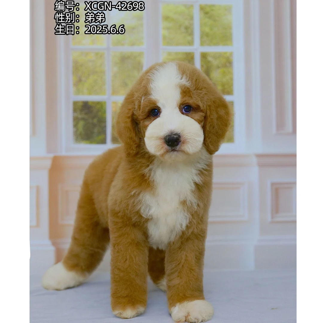 幼犬芯片号XCGN-42698【红白花巨型贵宾犬】家庭陪伴犬性格温顺纯种