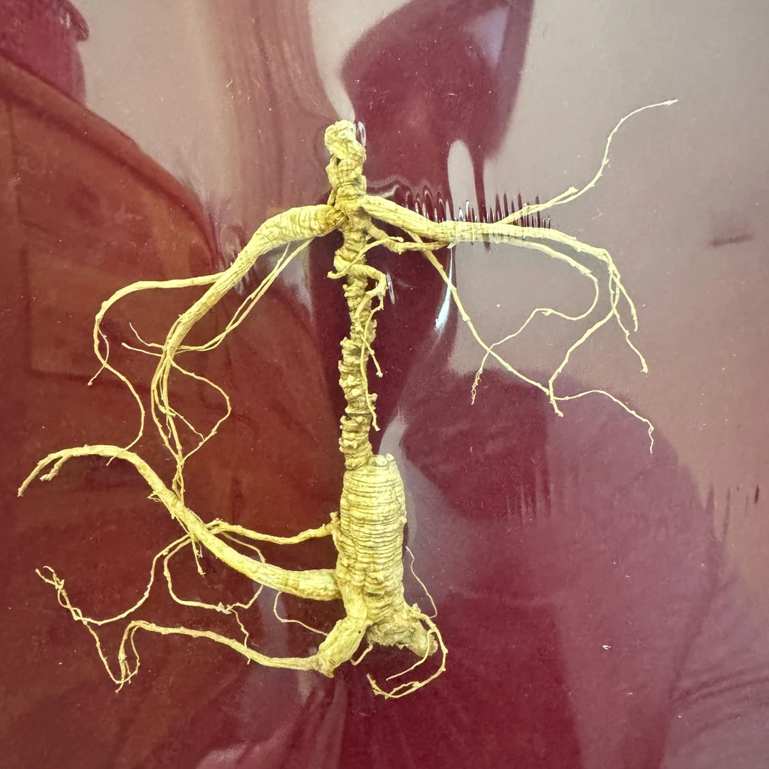 百年长白山老乡自采山深