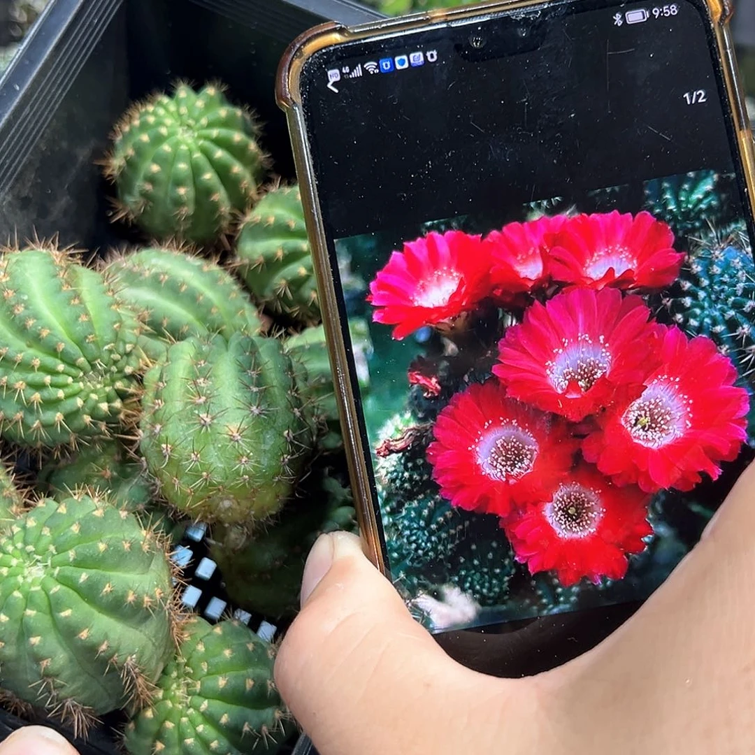 红舞裙丽花属仙人球