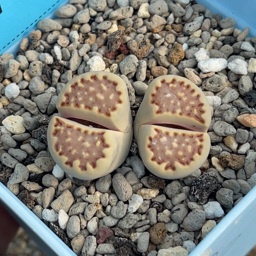 7327双头饼干一颗