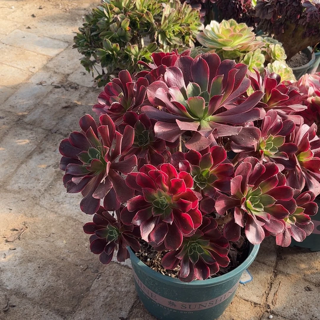 13金丝法师多肉植物