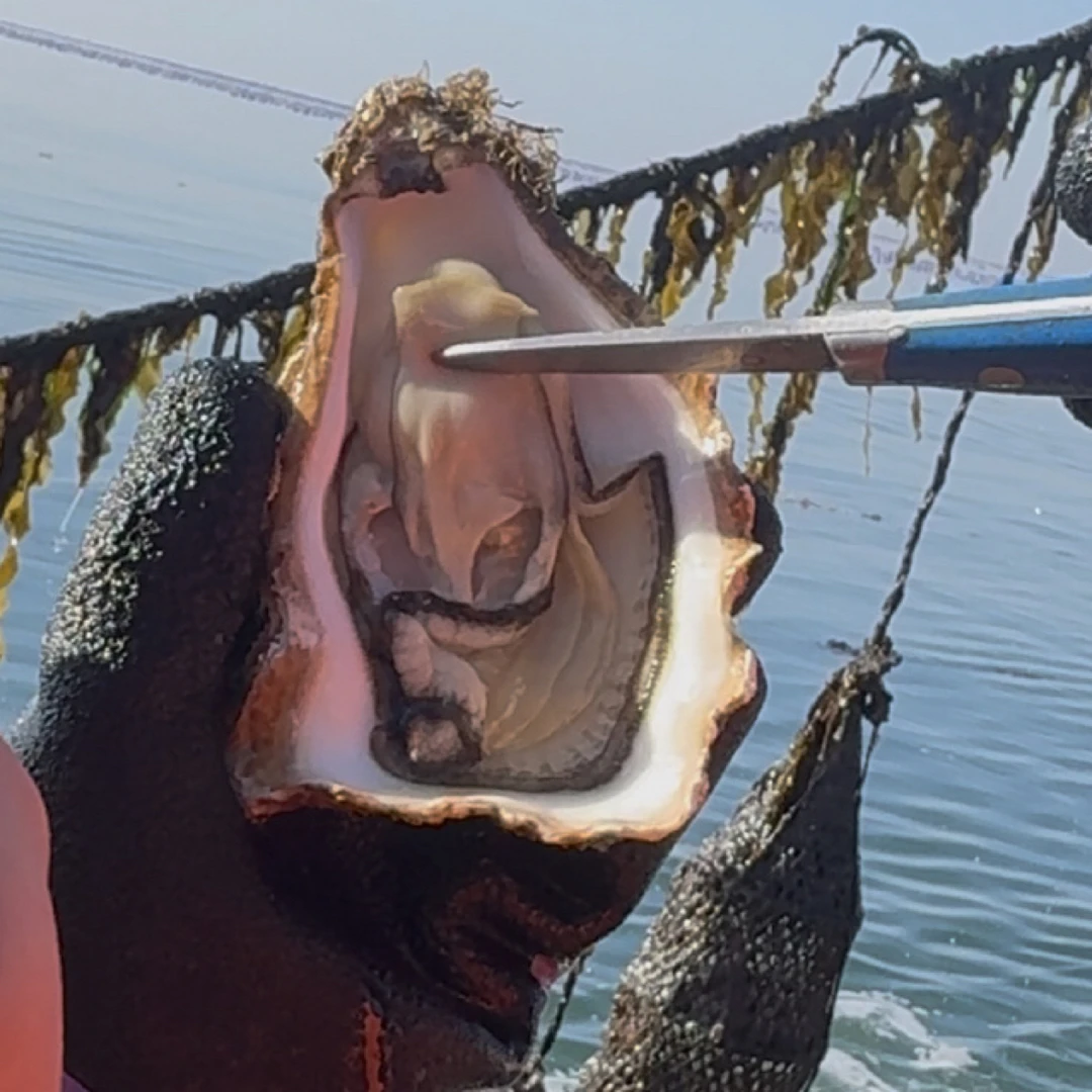 大连生蚝一斤约3个嘎嘎肥