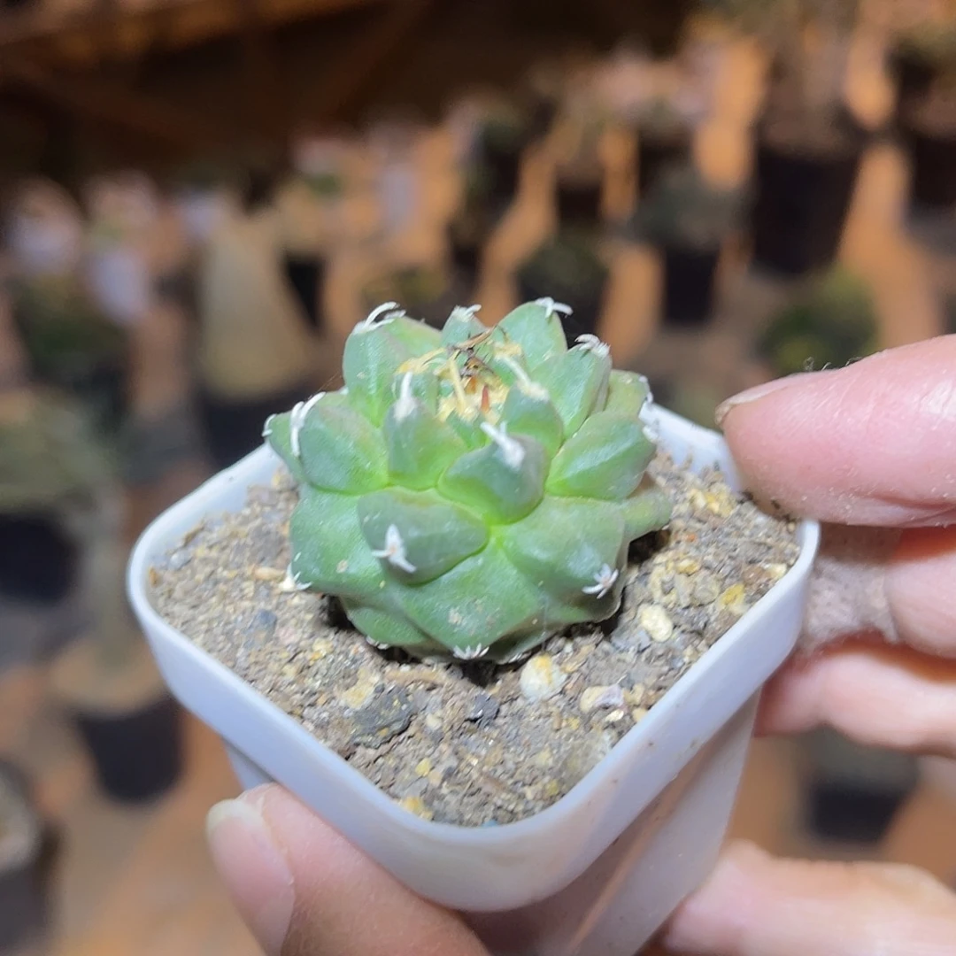 实生大尤龟甲娇丽一物一拍