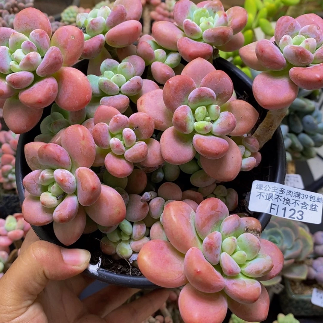 123樱花洛神18cm多肉