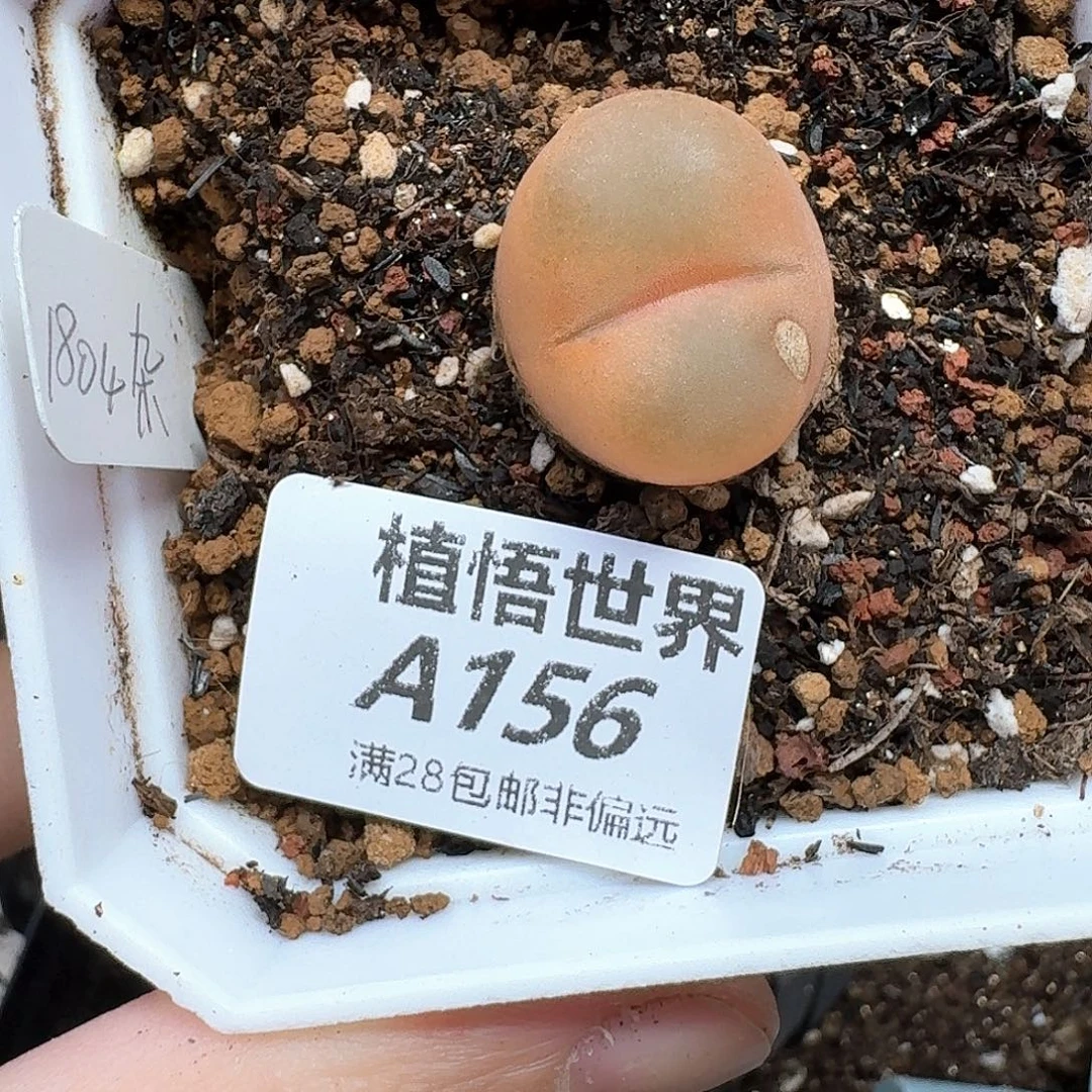 多肉植物的润泽地fh