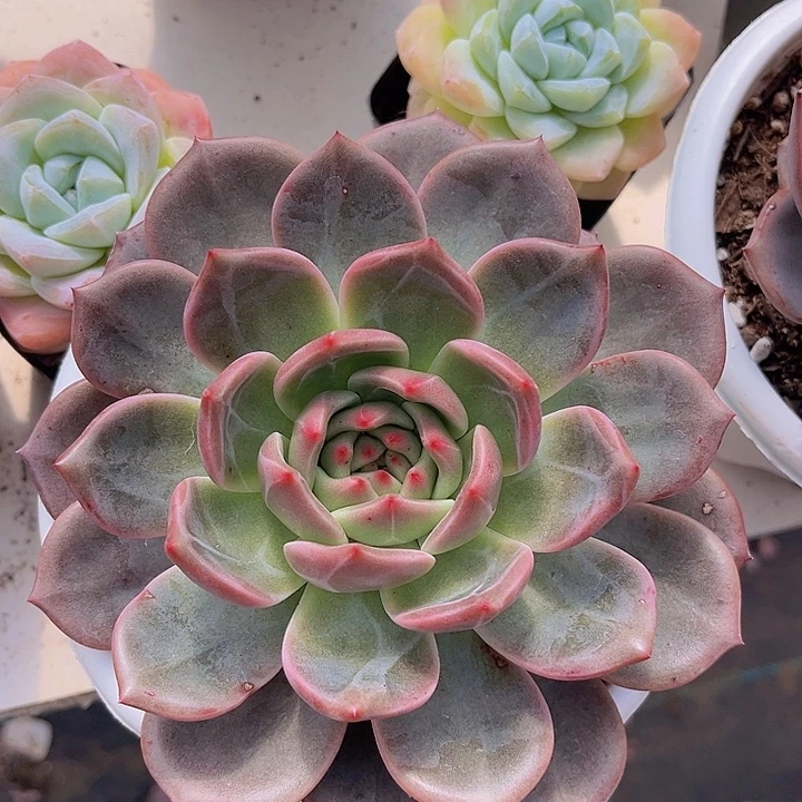 夜魔侠24101多肉植物
