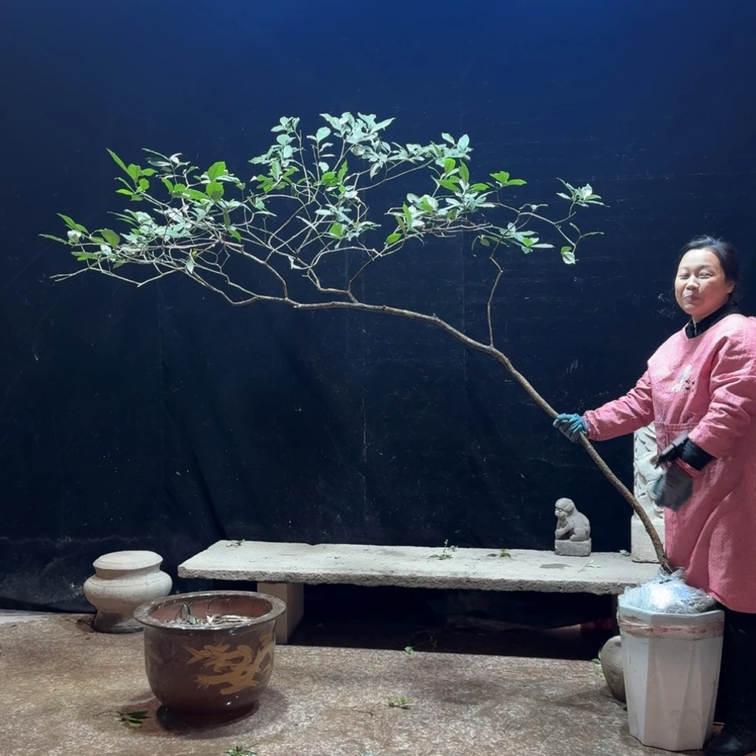 熊***熊完全开放栀子花生桩一物一拍