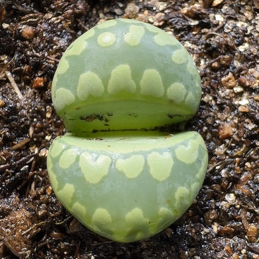 生石花111111。  225