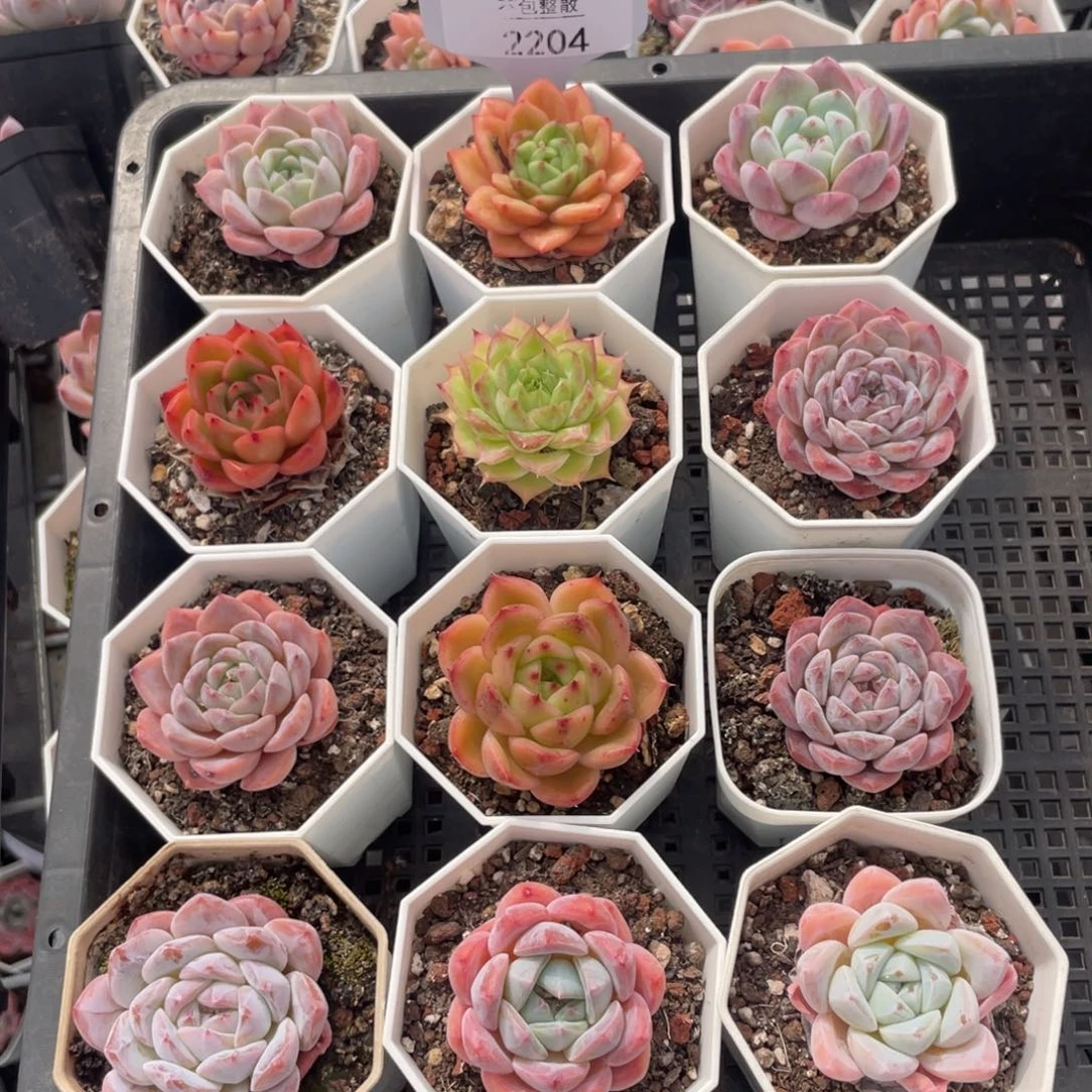 不包整散 盆子不售后2204