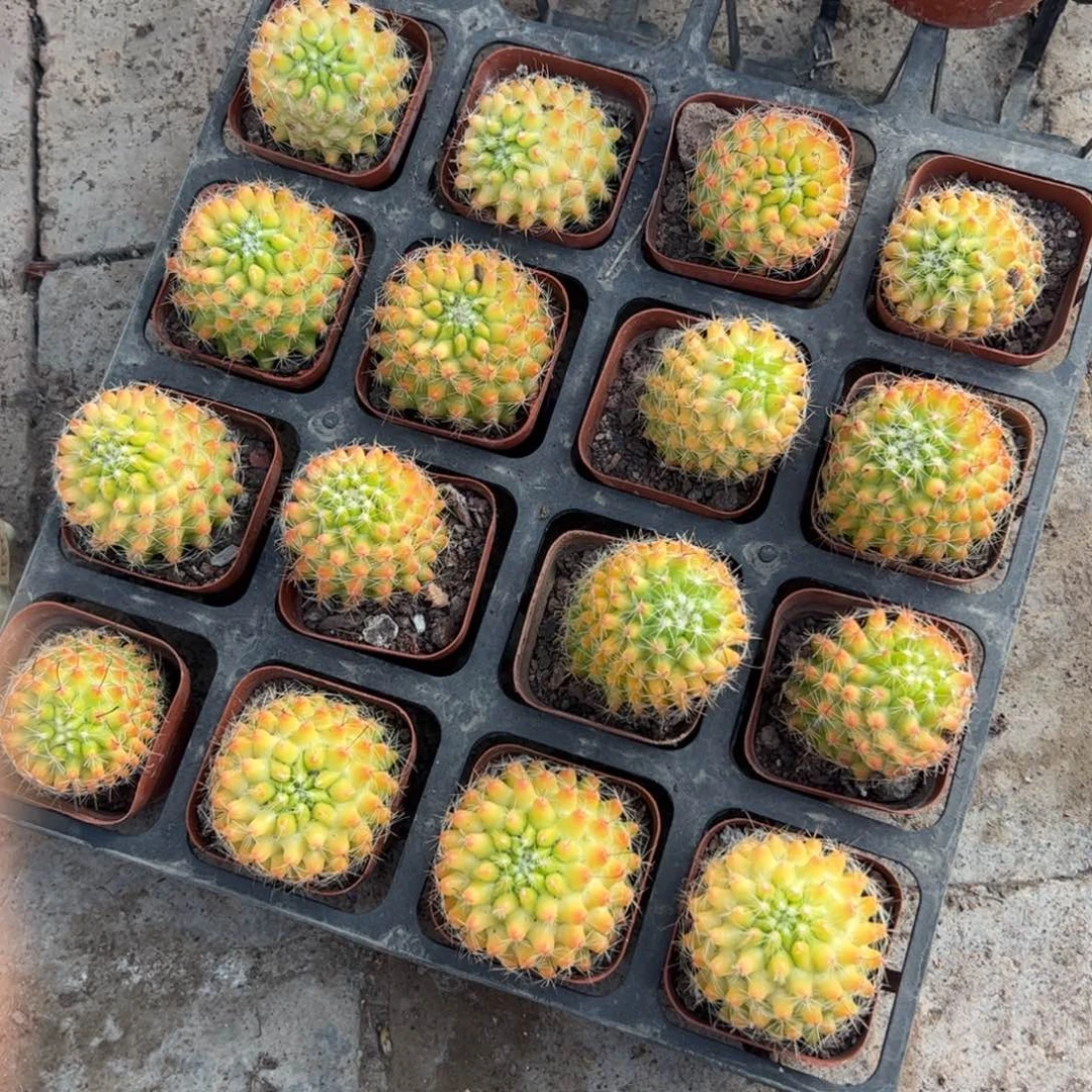 红娜丸 满三单发货