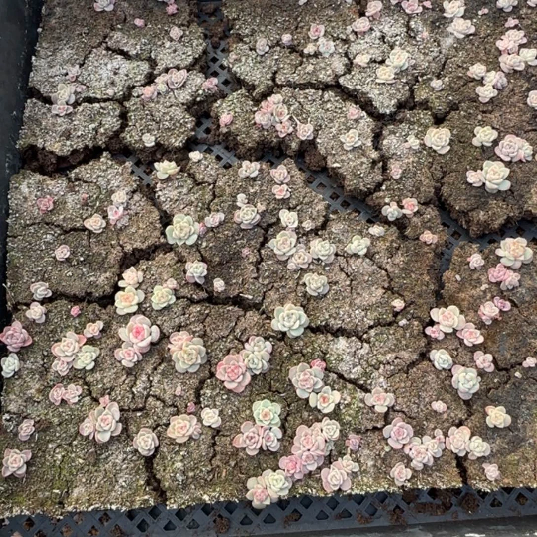 385 号王者系列多肉一盒