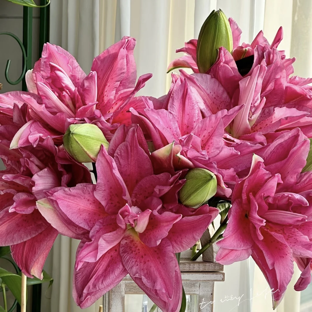 《宝莲灯24/26》春百合大球1颗重瓣香水春天发芽六月左右开花