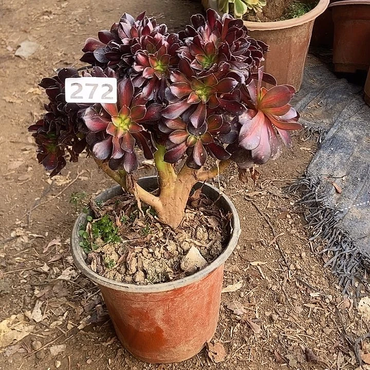 272华纳缀化老板子法师