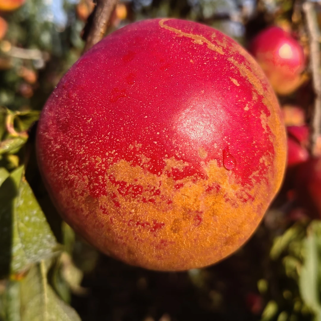 国庆1号（丑桃）   无毛 脆软两吃