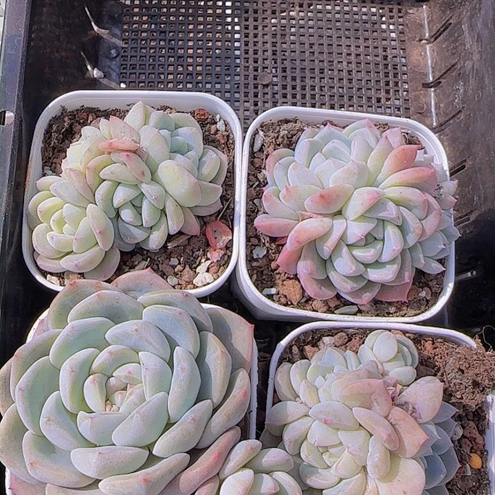 花时光精品多肉74