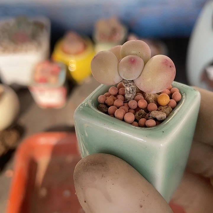 【闪购商品】花落奶酪
