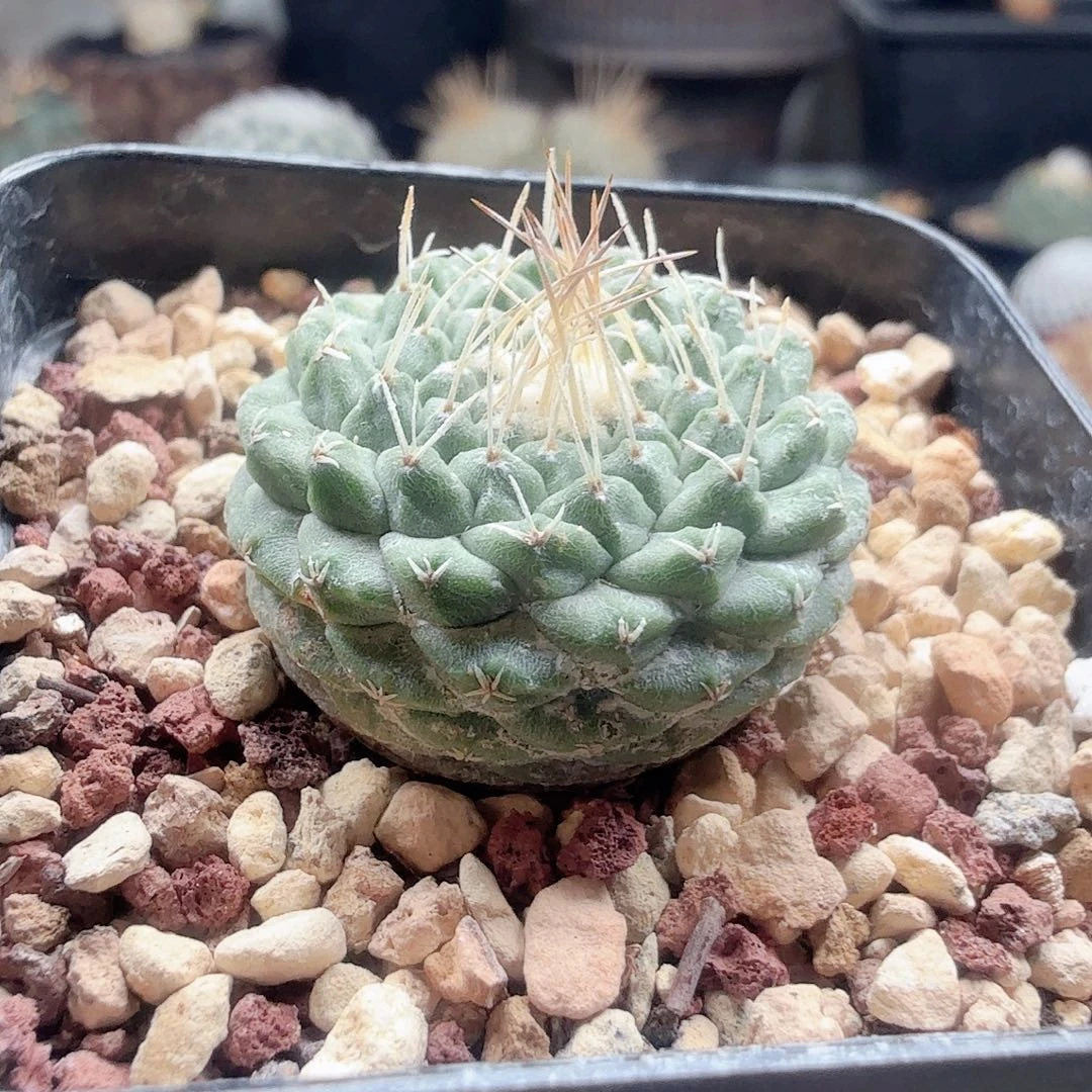 实生掬水脱土发货