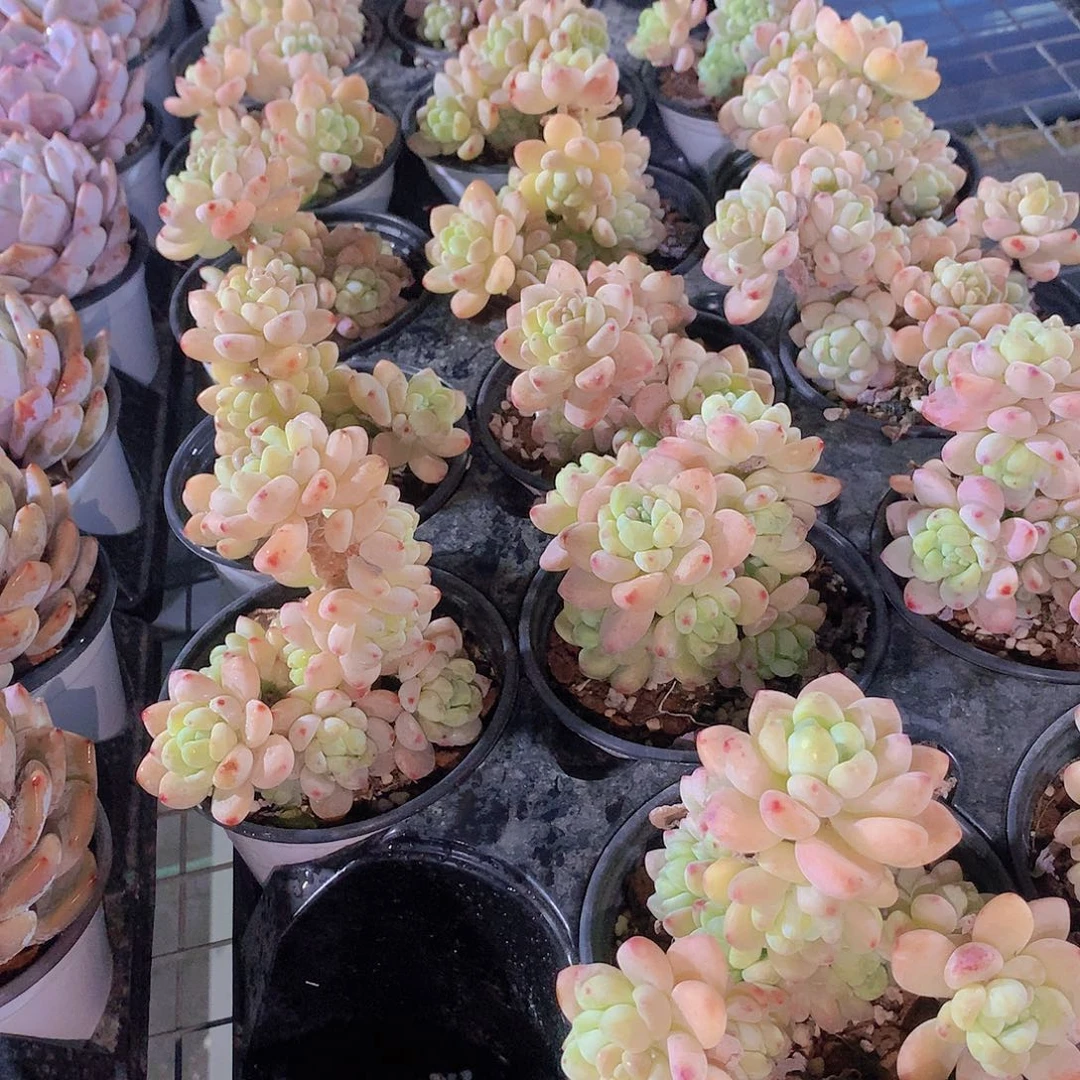 两颗罗琦24577899900000