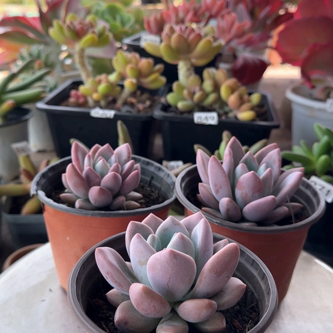 一物一拍 3颗一组