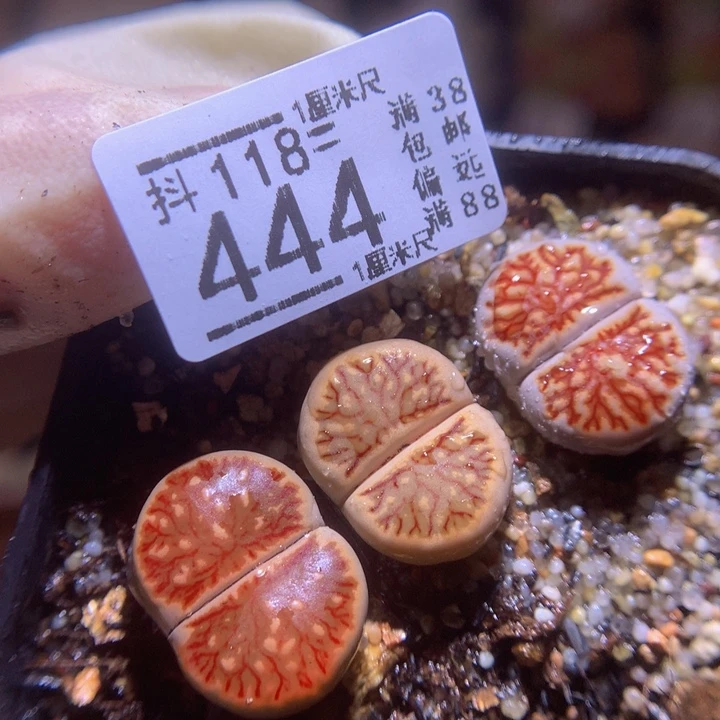 精品生石花118.44