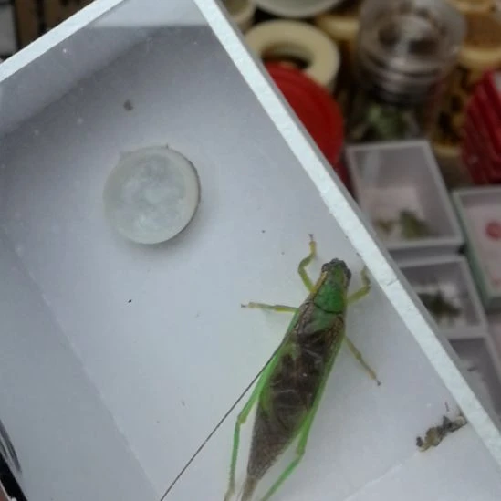 蟋蟀霍氏片蟋中短须