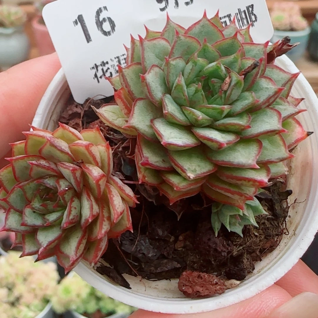 花语逸镜0926-16日轮