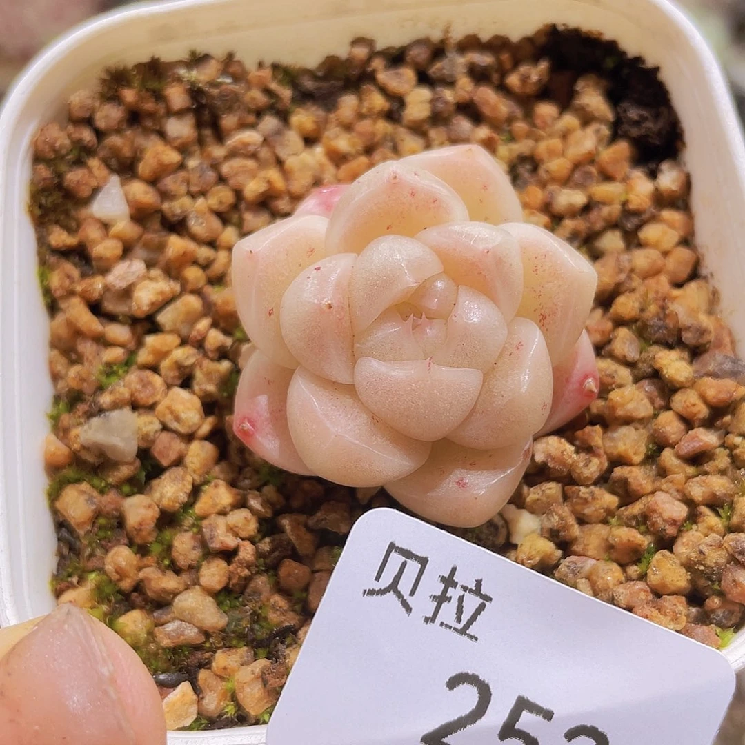 252 精品多肉一物一拍