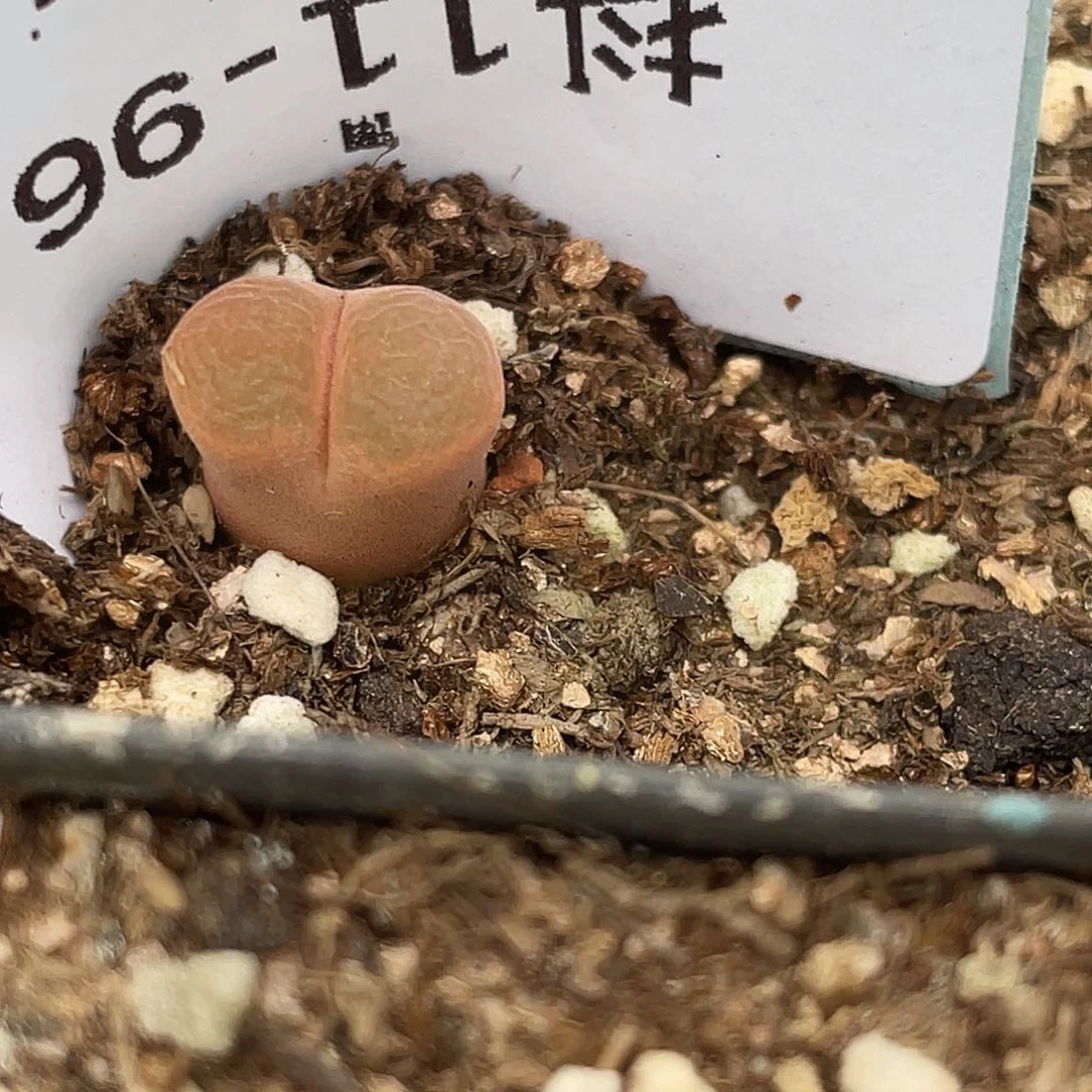 11-96风铃多肉植物