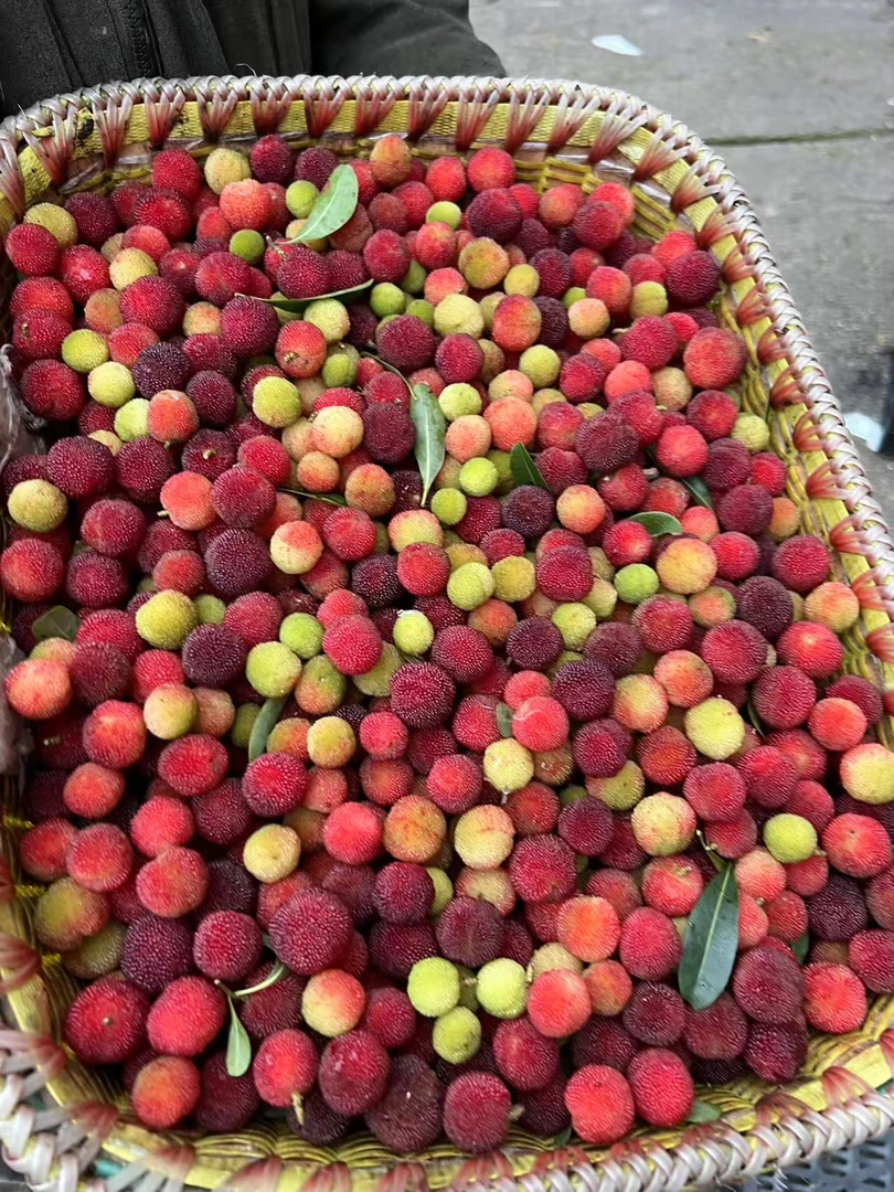 贵州高山土（青红杨梅）泡酒杨梅青杨梅青红混发小时候的味道