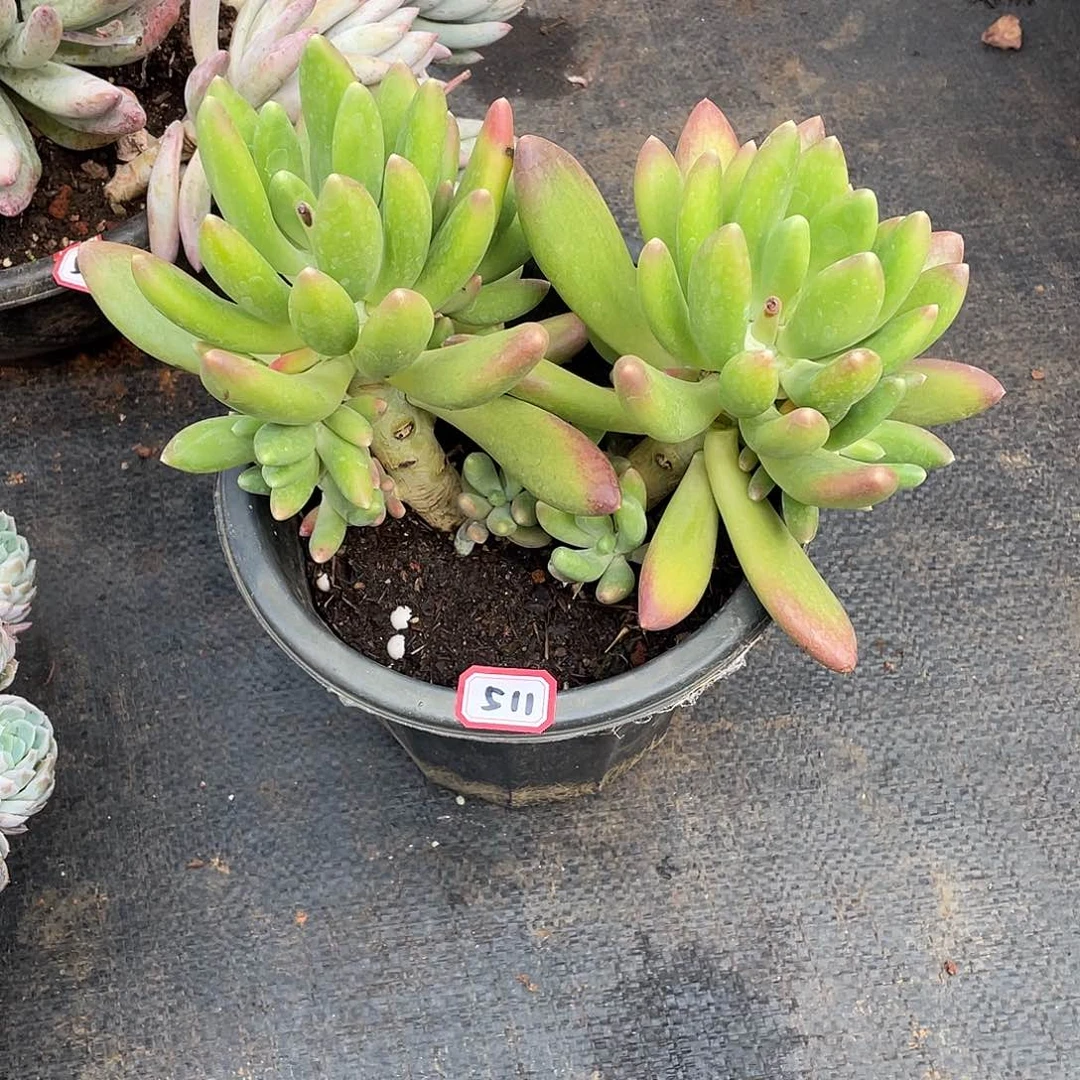 511金蟾一物一拍多肉