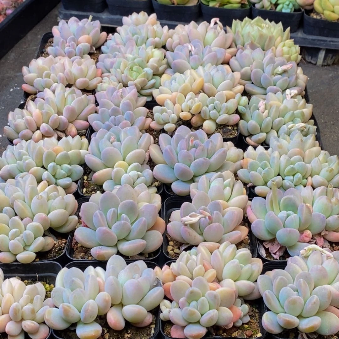 944多肉植物保护研究所所长助理