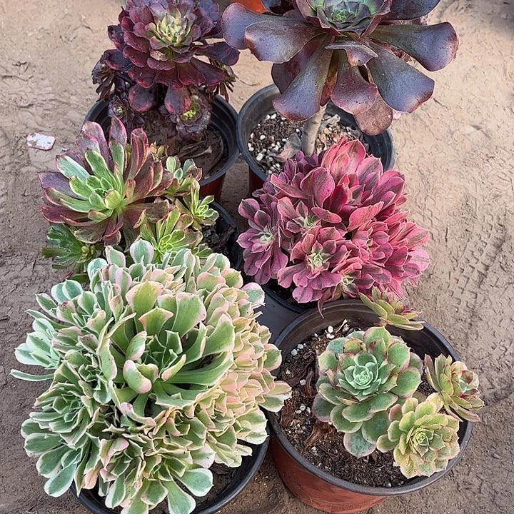 384多肉植物组合，