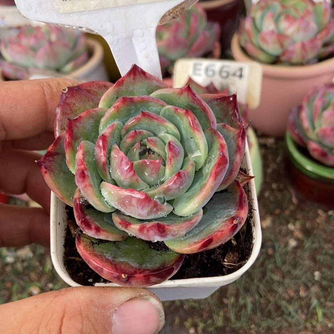 惊鸿一瞥681号楼