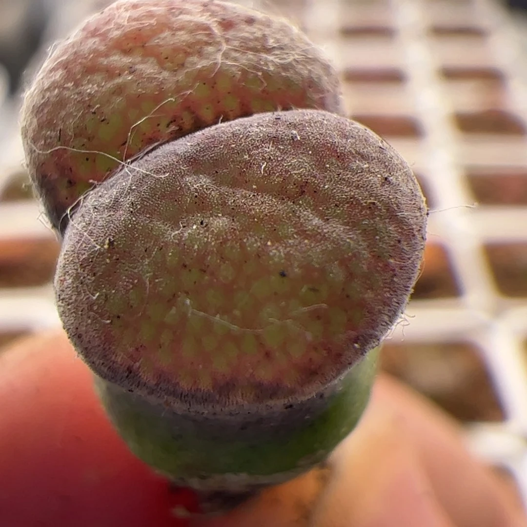 绒面窗红风铃玉 005