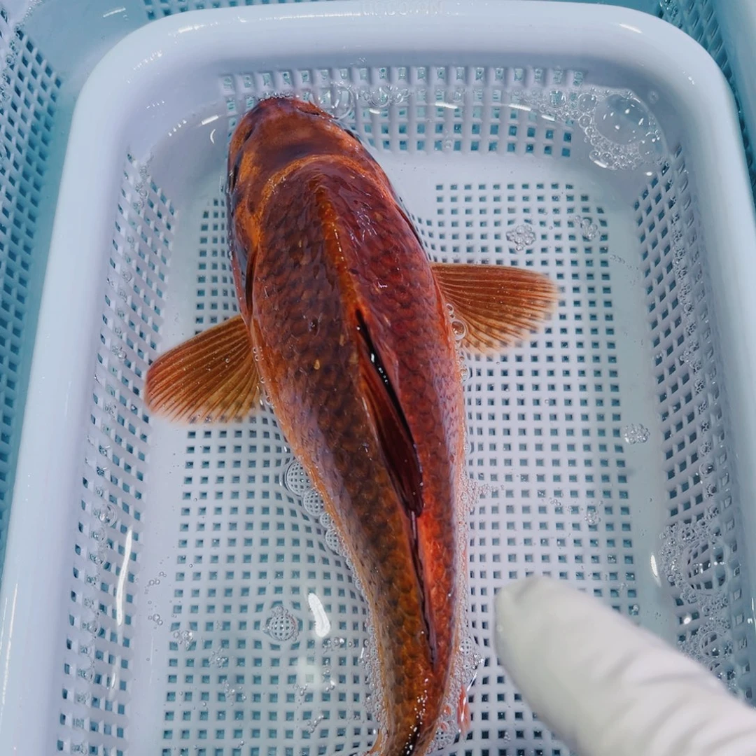 锦鲤锦鲤冷水鱼观赏120