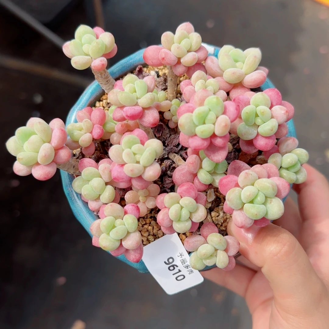 鱼子酱无砍，9610多肉植物