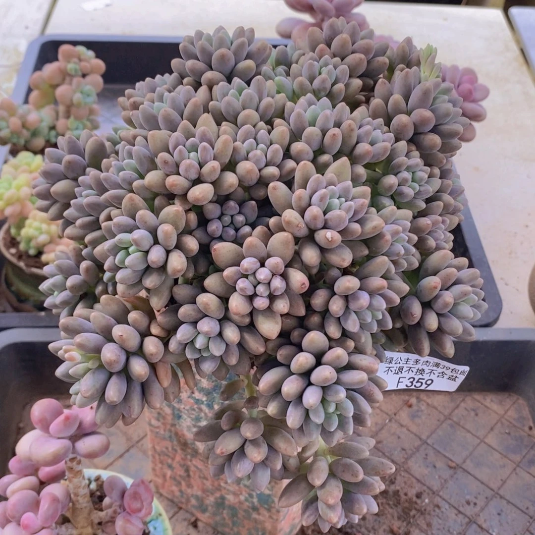 星戴露18cm359多肉植物