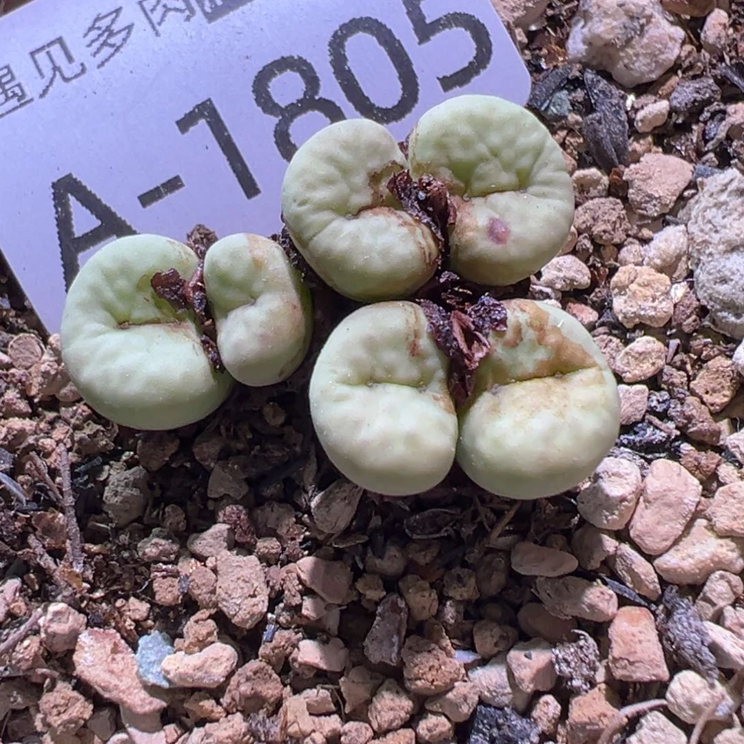 多肉植物11111111111111