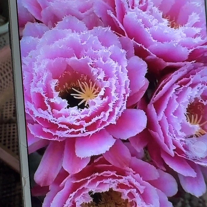 芸儿侧芽5公分左右毛花柱（20包邮）