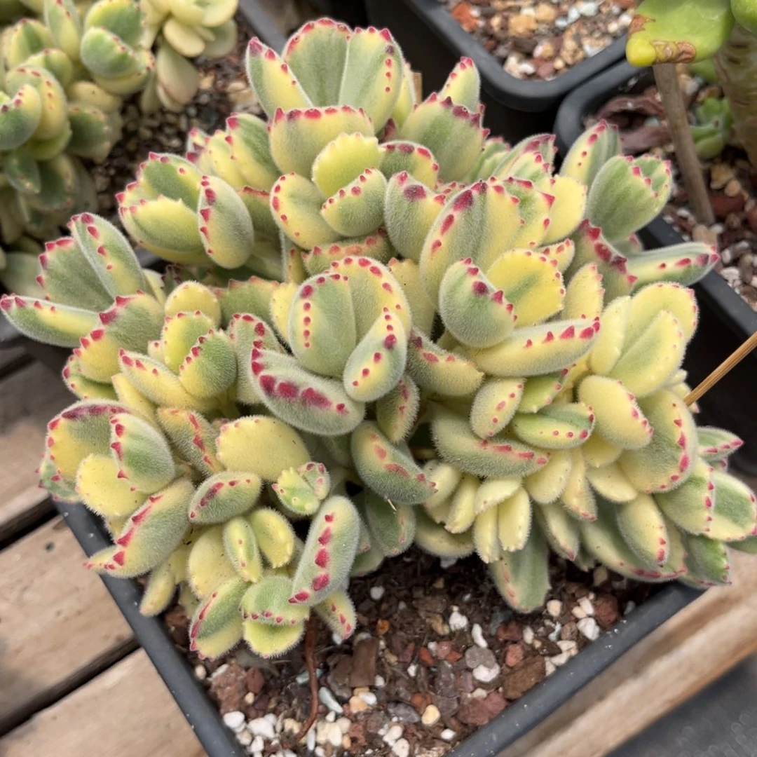 彩虹熊多肉植物guitu